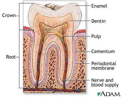 COMPLETE_DENTURES