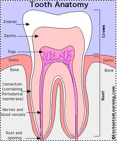 COMPLETE_DENTURES