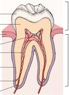 COMPLETE_DENTURES