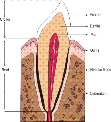 COMPLETE_DENTURES