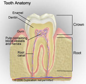 Do You know Your Teeth