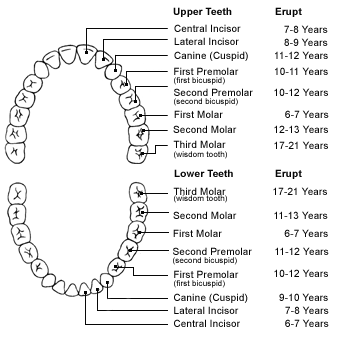 Permanent Teeth Eruption Chart