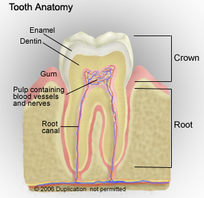 Parts Of Your Tooth
